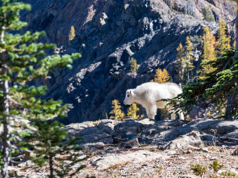 Scène préparée avec deux pupitres pour une joute oratoire